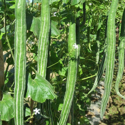 Snake Gourd Seeds - Vegetable Plant