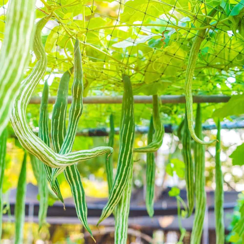 Snake Gourd Seeds - Vegetable Plant