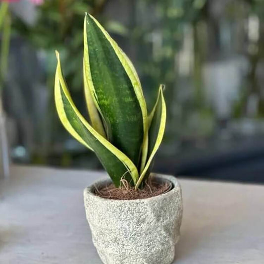 Snake Plant seeds for Planting