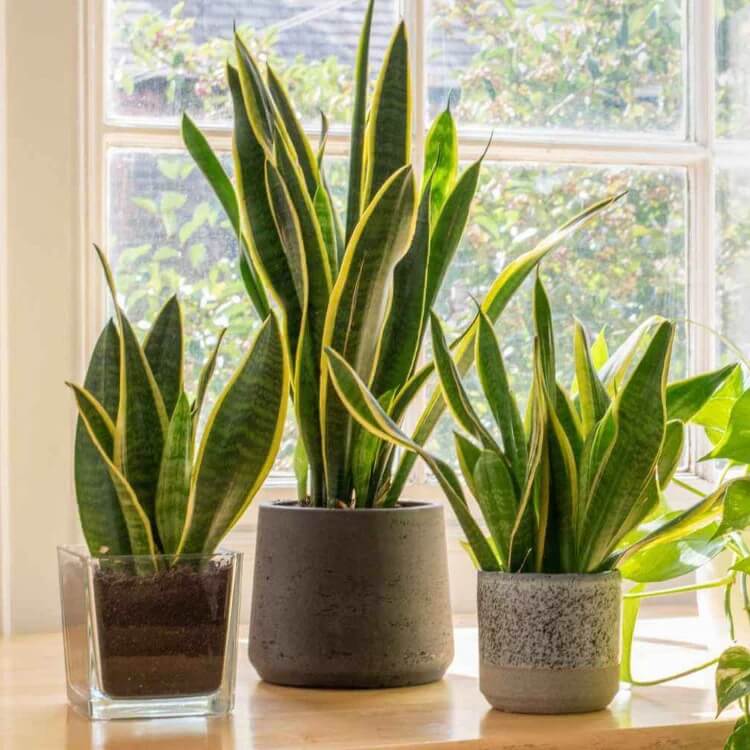 Snake Plant seeds for Planting