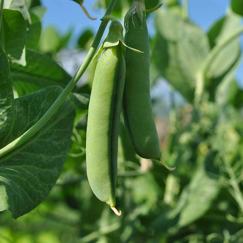 Snap Pea Seeds - Vegetable Plant