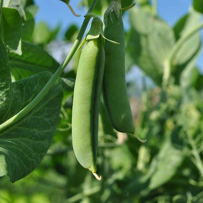 Snap Pea Seeds - Vegetable Plant