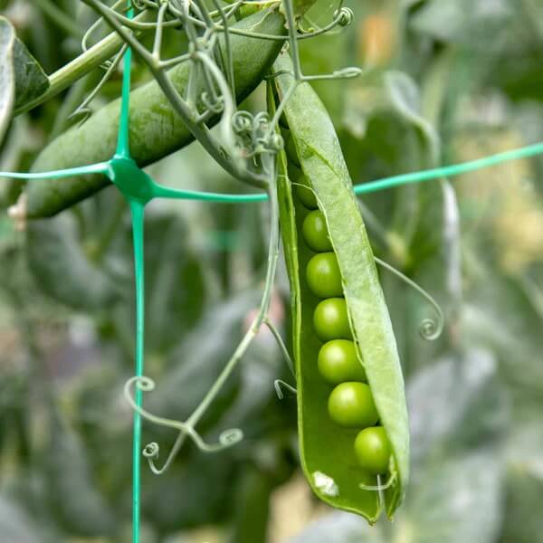Snap Pea Seeds - Vegetable Plant