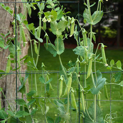 Snap Pea Seeds - Vegetable Plant