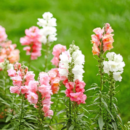 Snapdragon Seeds