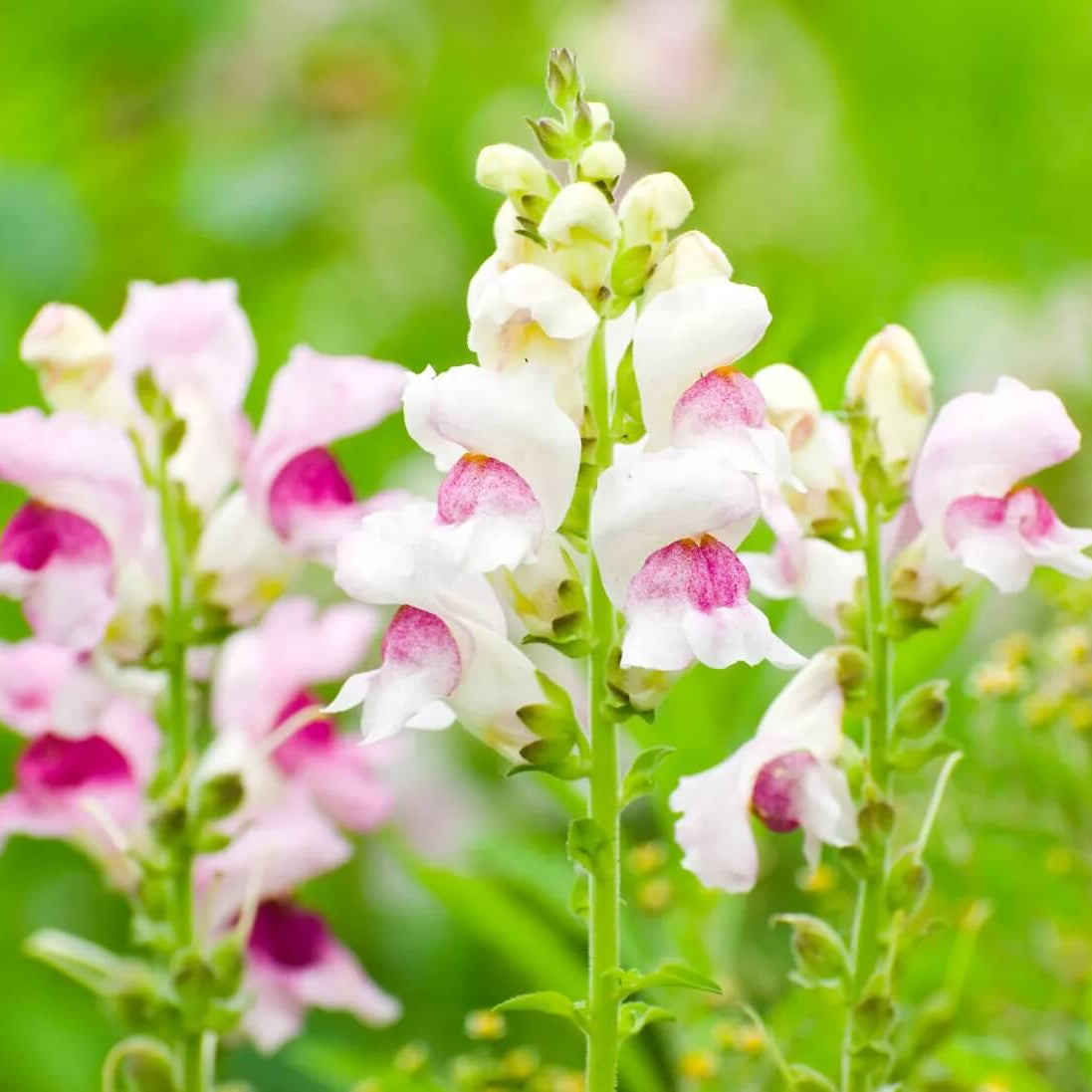 Snapdragon Seeds