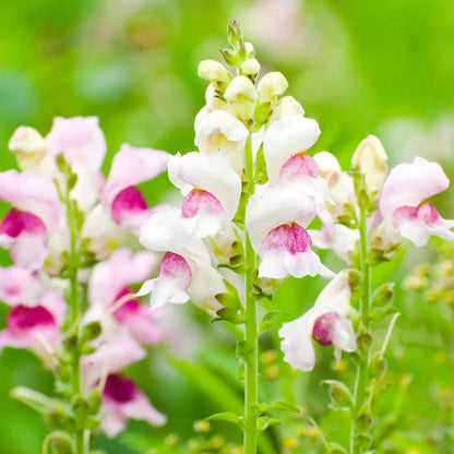 Snapdragon Seeds