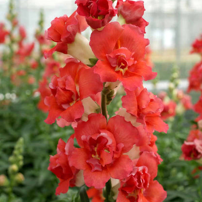 Snapdragon Seeds