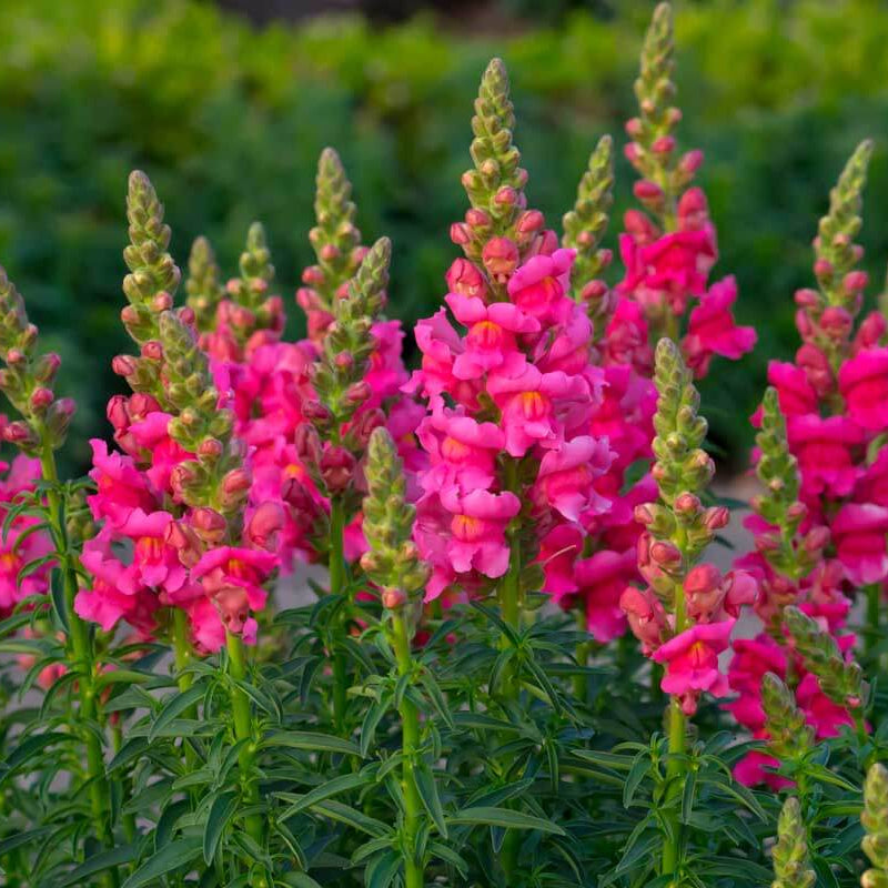 Snapdragon Seeds