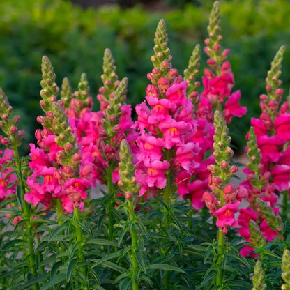 Snapdragon Seeds