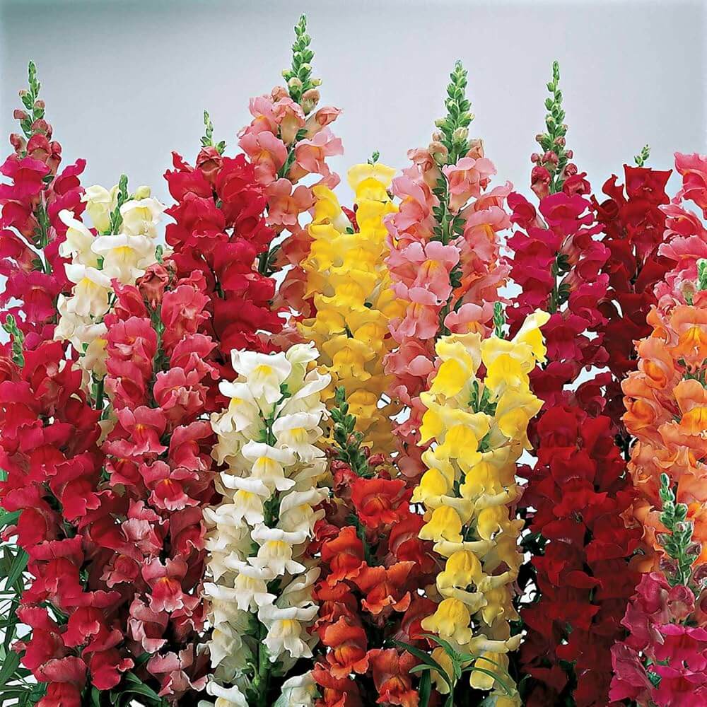 Snapdragon Seeds - Flower Plant