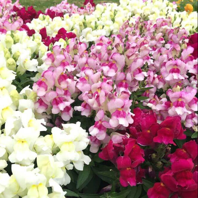 Snapdragon Seeds - Flower Plant