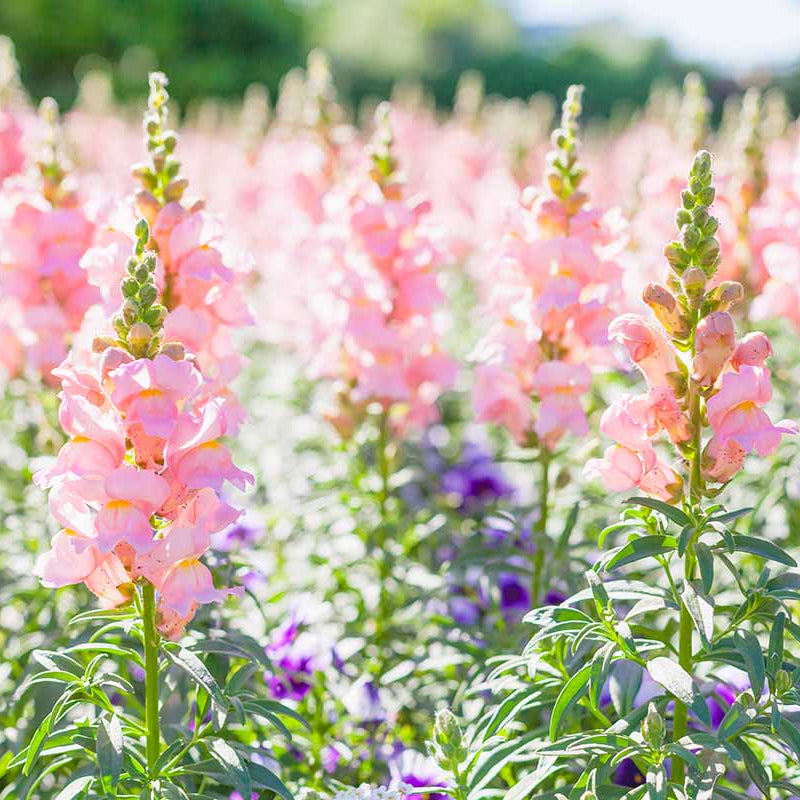 Snapdragon Seeds - Flower Plant