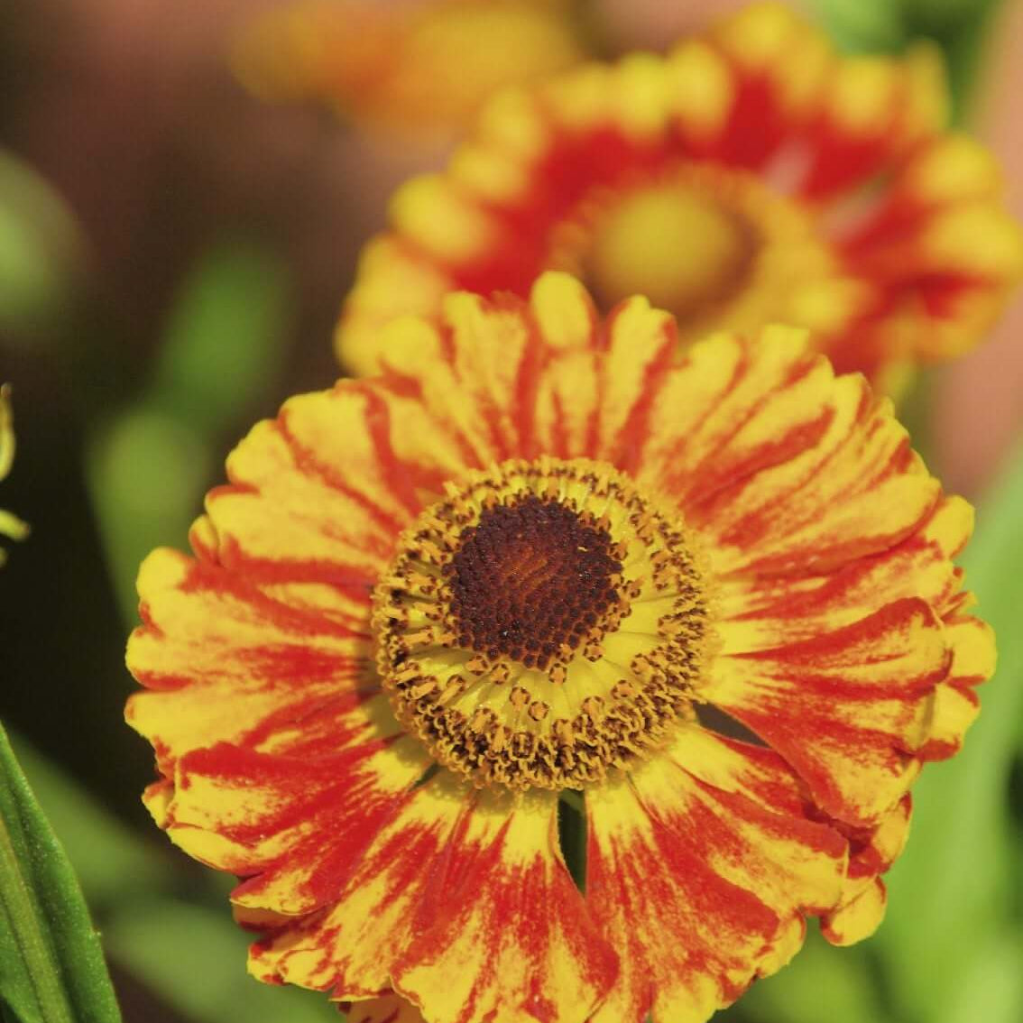 Sneezeweed seeds - Flower Plant for Home Gardens