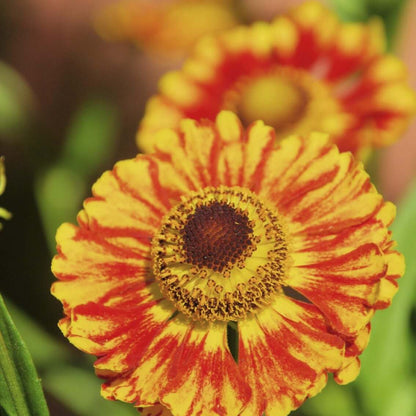 Sneezeweed seeds - Flower Plant for Home Gardens