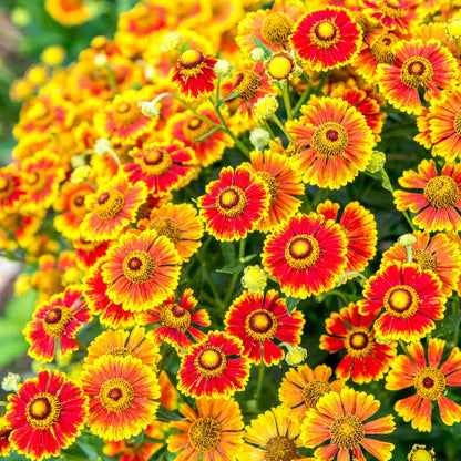 Sneezeweed seeds - Flower Plant for Home Gardens