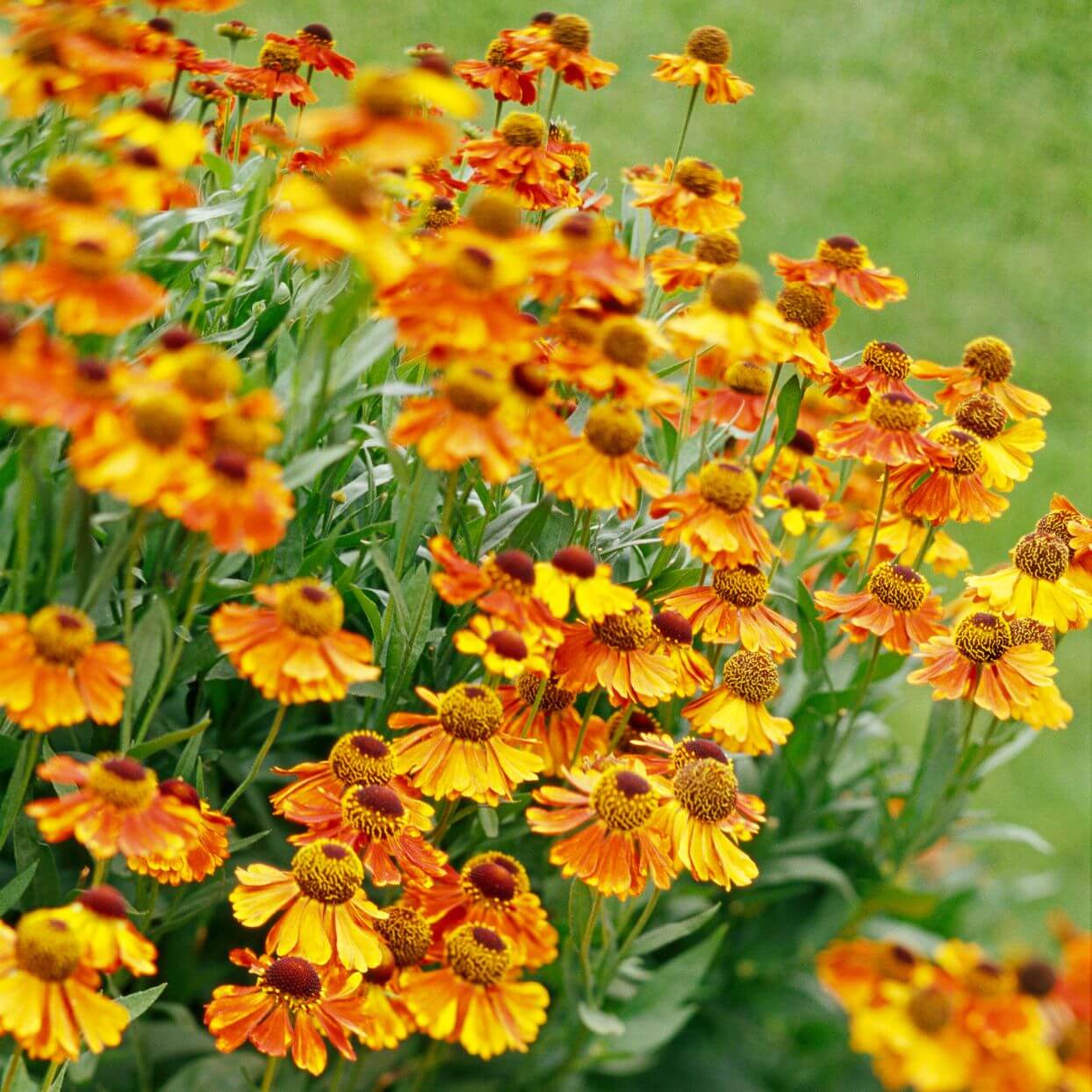 Sneezeweed seeds - Flower Plant for Home Gardens