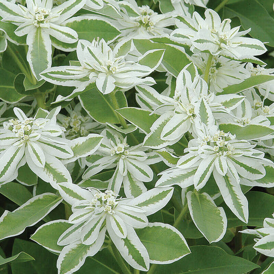 Snow On The Mountain Seeds - Flower Plant