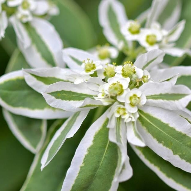 Snow On The Mountain Seeds - Flower Plant