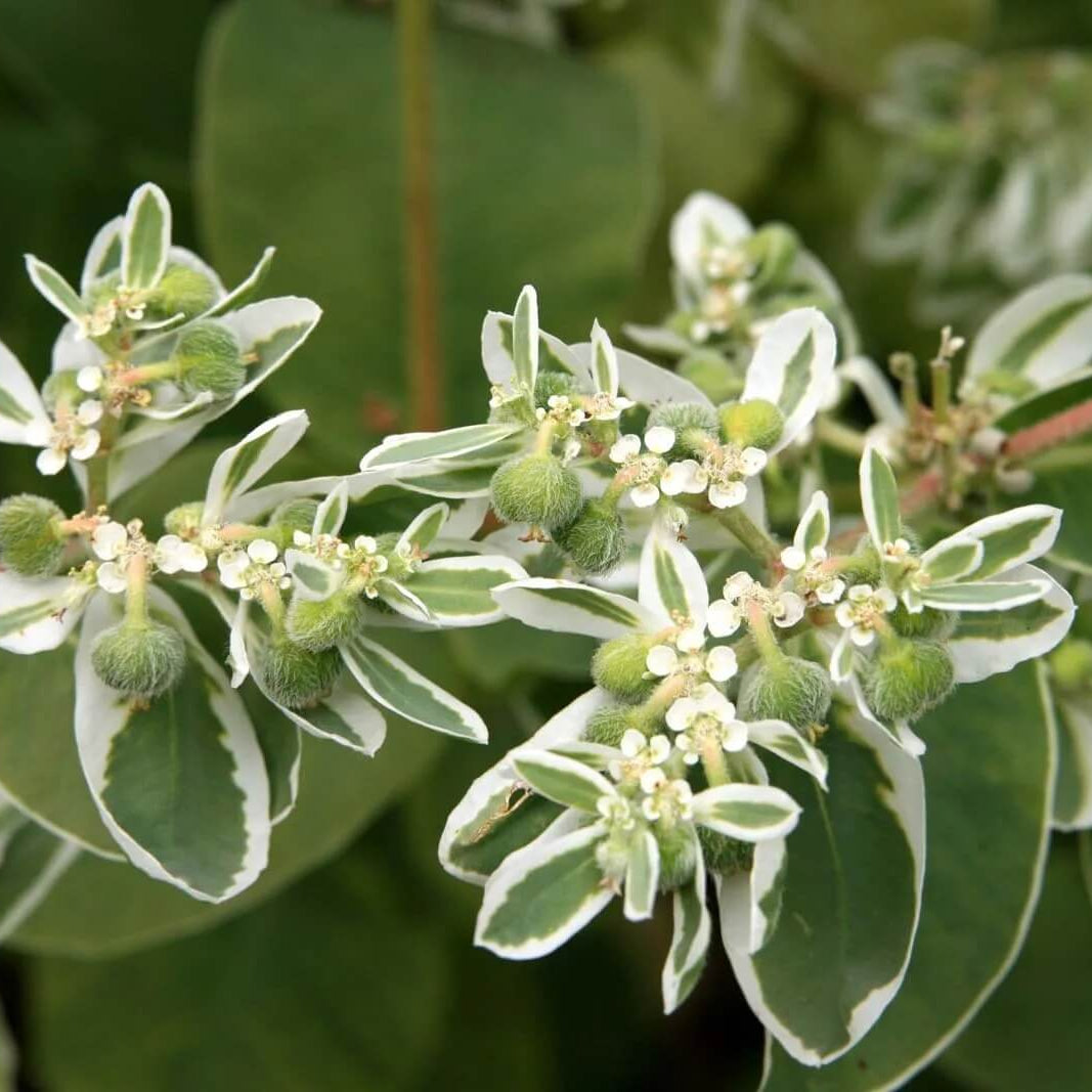 Snow On The Mountain Seeds - Flower Plant
