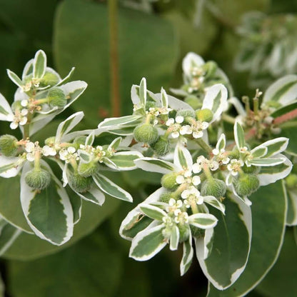 Snow On The Mountain Seeds - Flower Plant