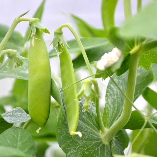 Snow Pea Seeds