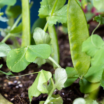 Snow Pea Seeds