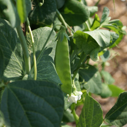 Snow Pea Seeds