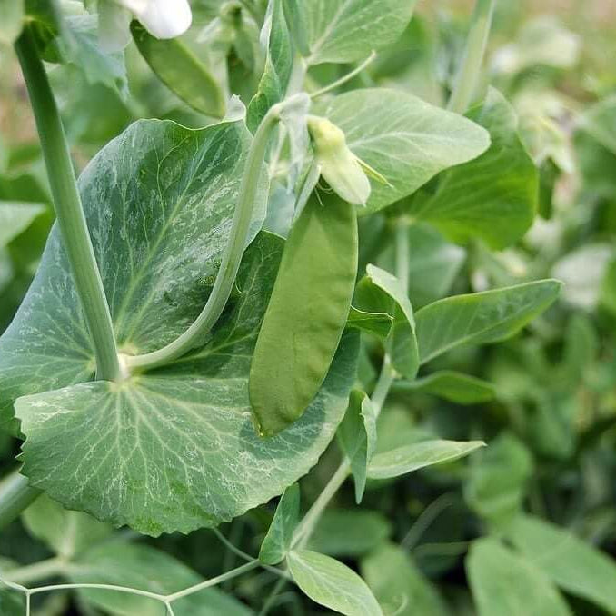 Snow Pea Seeds