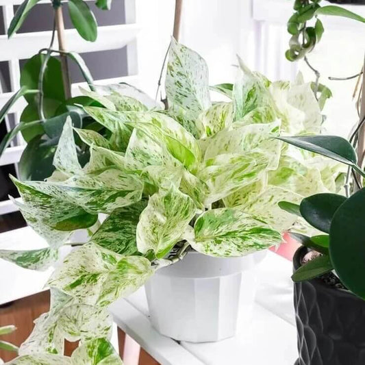 Snow Queen Pothos seeds