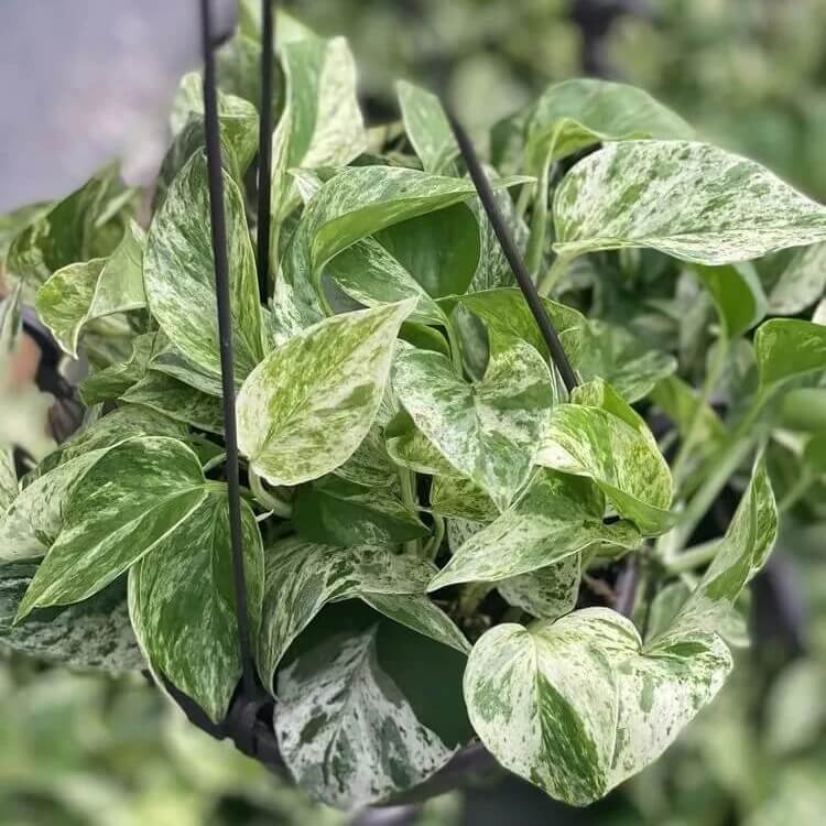 Snow Queen Pothos seeds