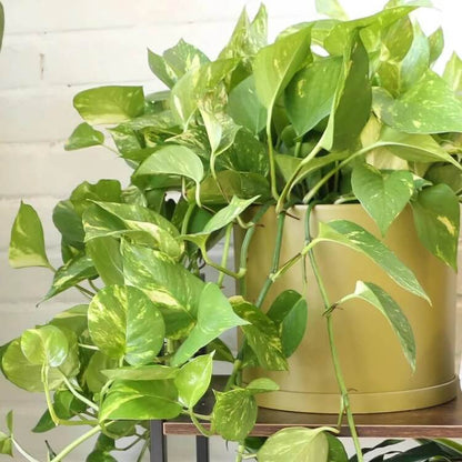 Snow Queen Pothos seeds