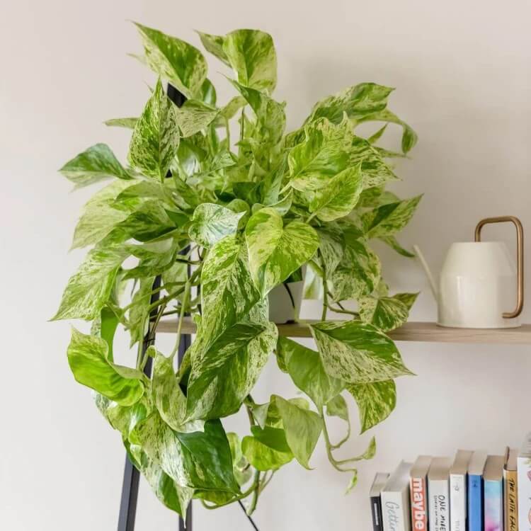 Snow Queen Pothos seeds
