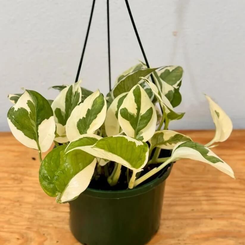 Snow Queen Pothos seeds