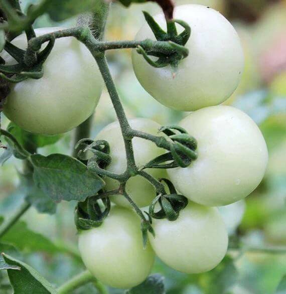 Snow White Tomato Seeds