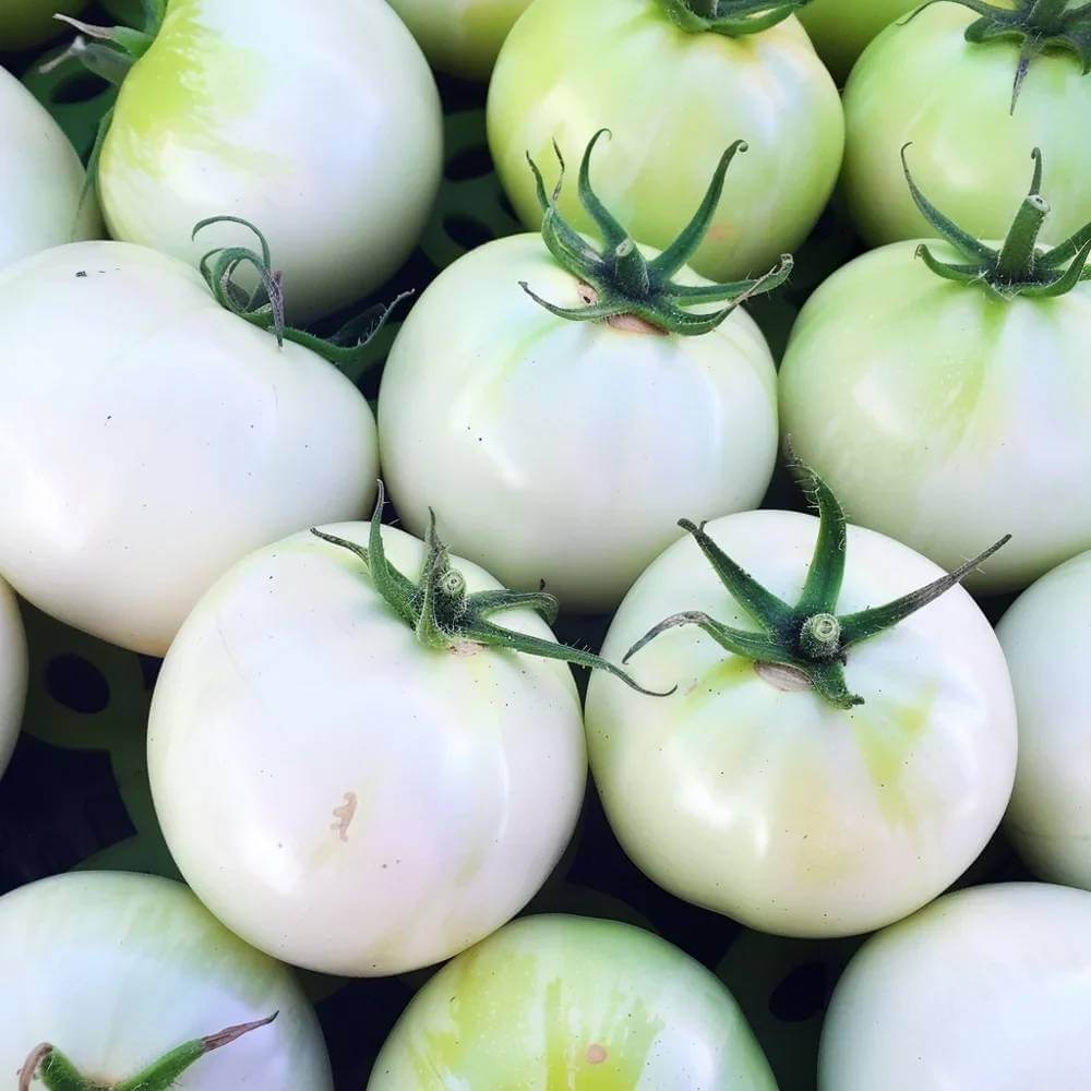 Snow White Tomato Seeds