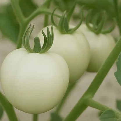 Snow White Tomato Seeds