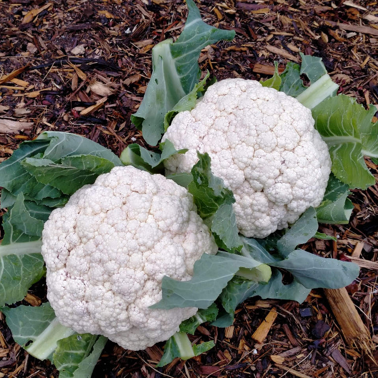 Snow crown cauliflower seeds - Vegetable Plant