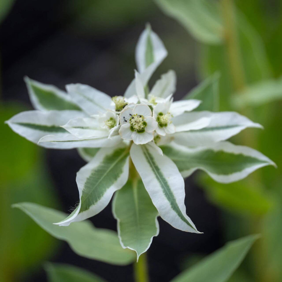 Snow on the Mountain Euphorbia Seeds - Heirloom Flower Plant for Home Gardens