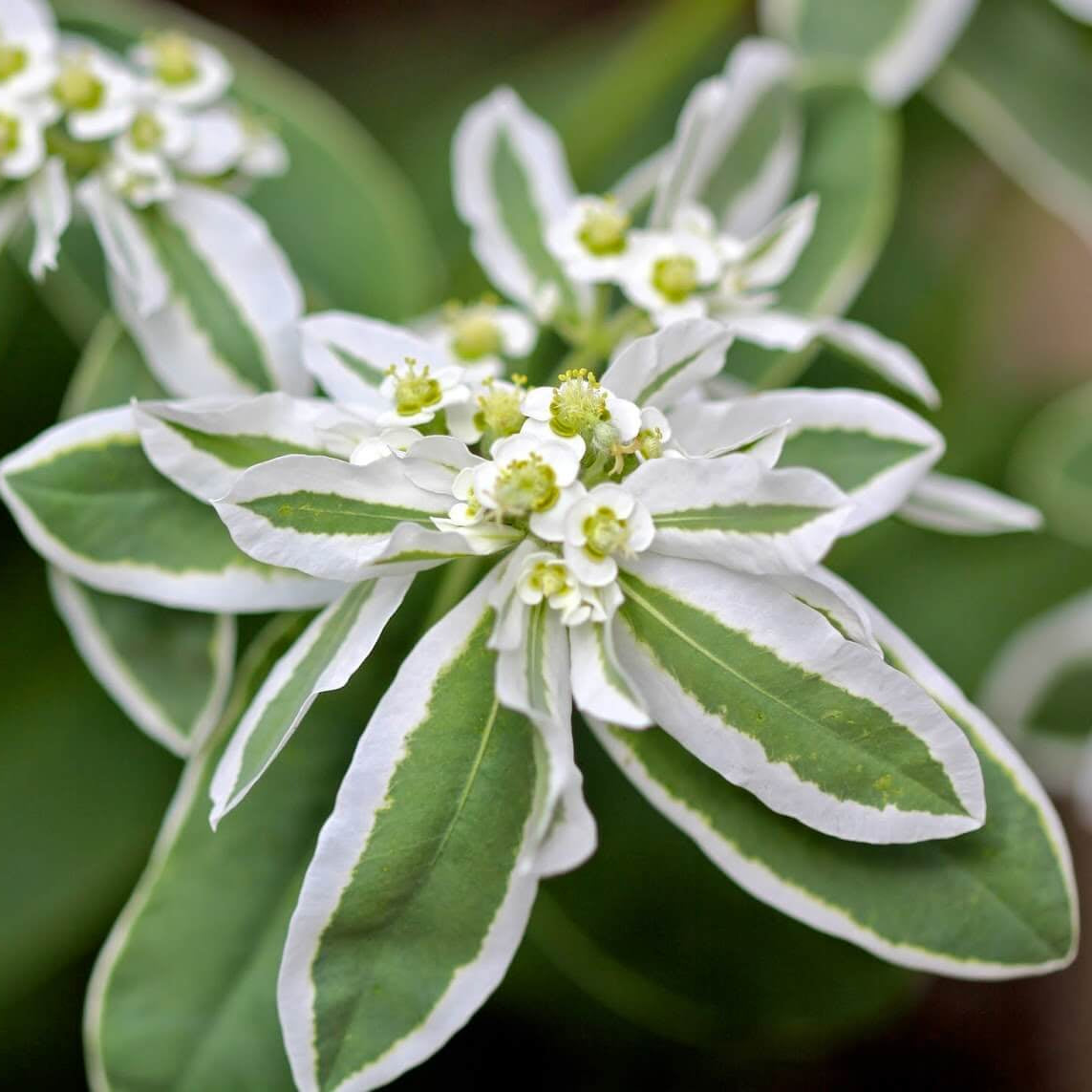 Snow on the Mountain Euphorbia Seeds - Heirloom Flower Plant for Home Gardens