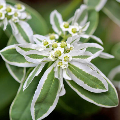 Snow on the Mountain Euphorbia Seeds - Heirloom Flower Plant for Home Gardens