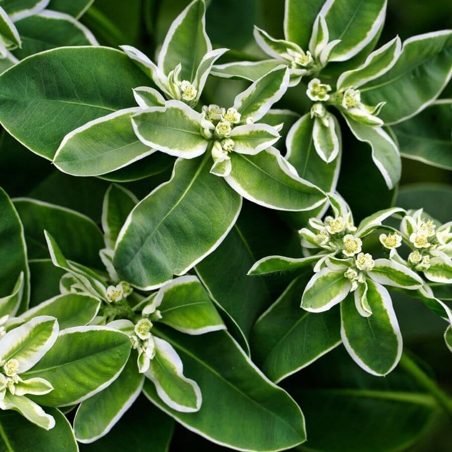 Snow on the Mountain Euphorbia Seeds - Heirloom Flower Plant for Home Gardens