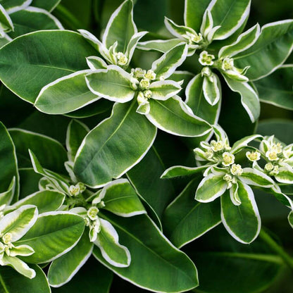 Snow on the Mountain Euphorbia Seeds - Heirloom Flower Plant for Home Gardens