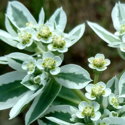 Snow on the Mountain Euphorbia Seeds - Heirloom Flower Plant for Home Gardens