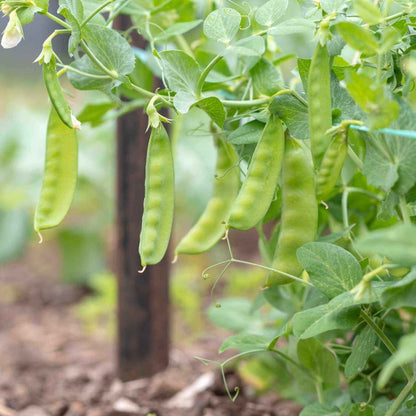 Snow pea seeds - Vegetable Plant