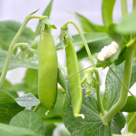Snow pea seeds - Vegetable Plant