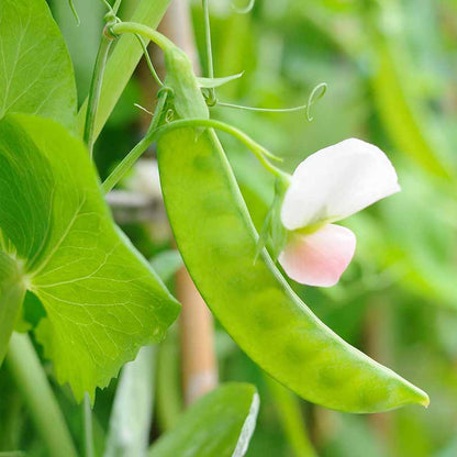 Snow pea seeds - Vegetable Plant