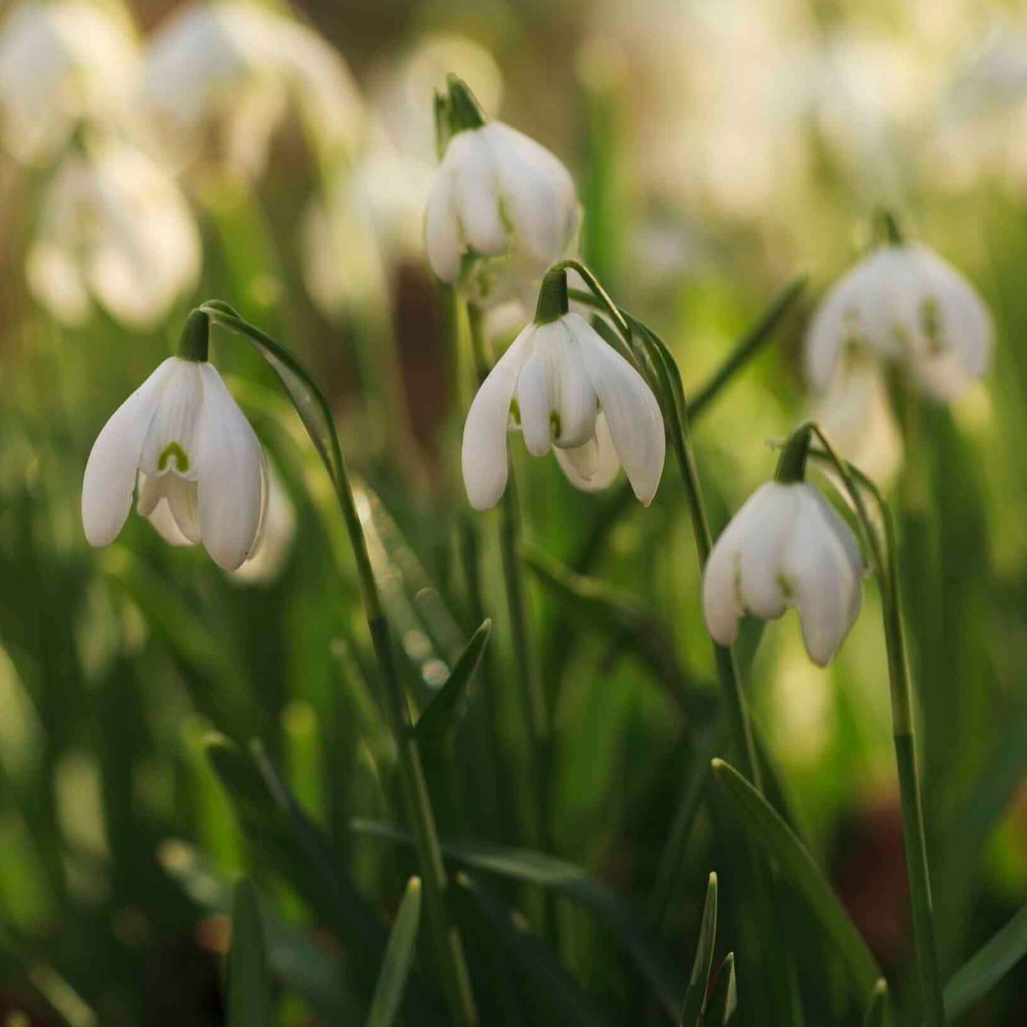 Snowdrop Seeds - Flower Plant for Home Gardens