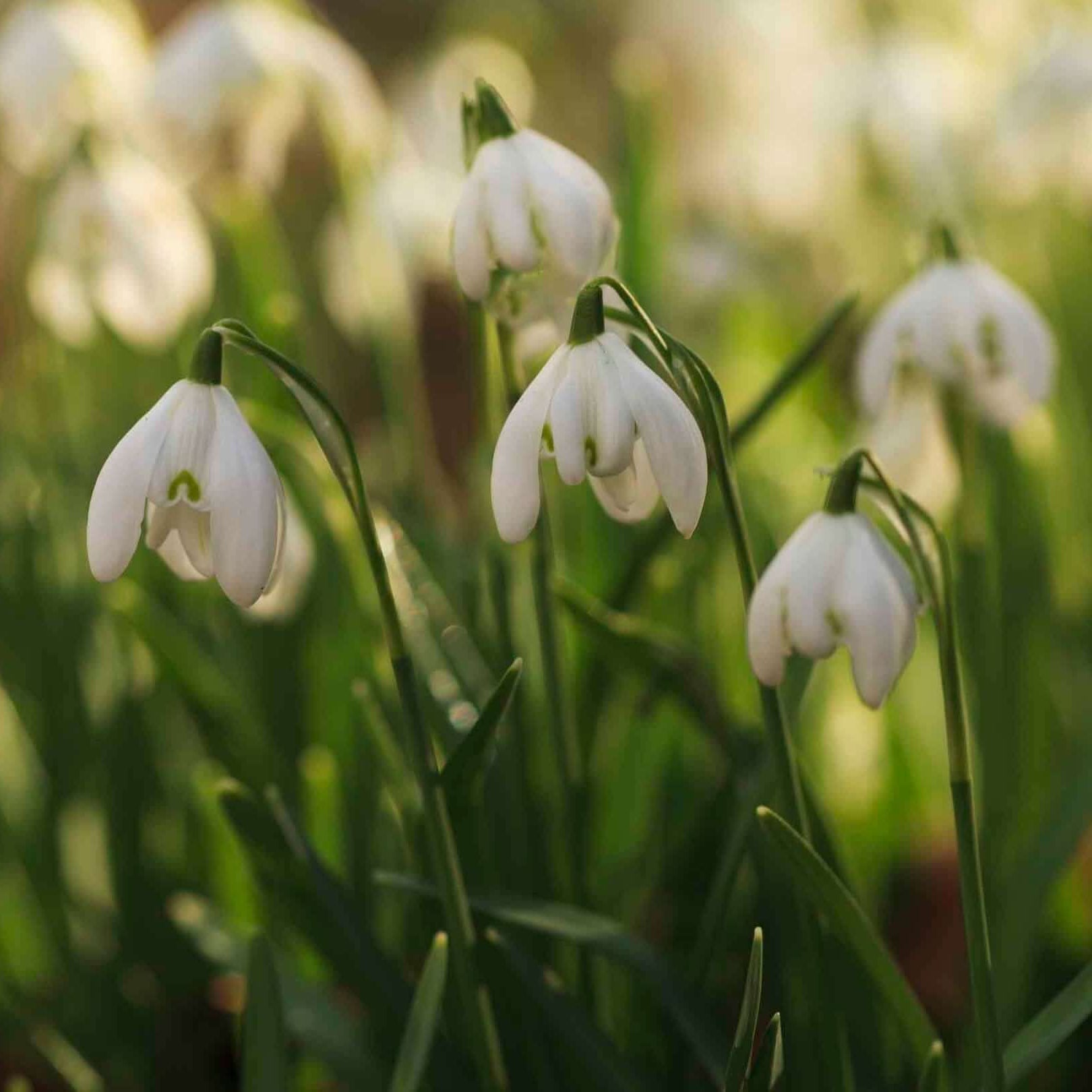 Snowdrop Seeds - Flower Plant for Home Gardens