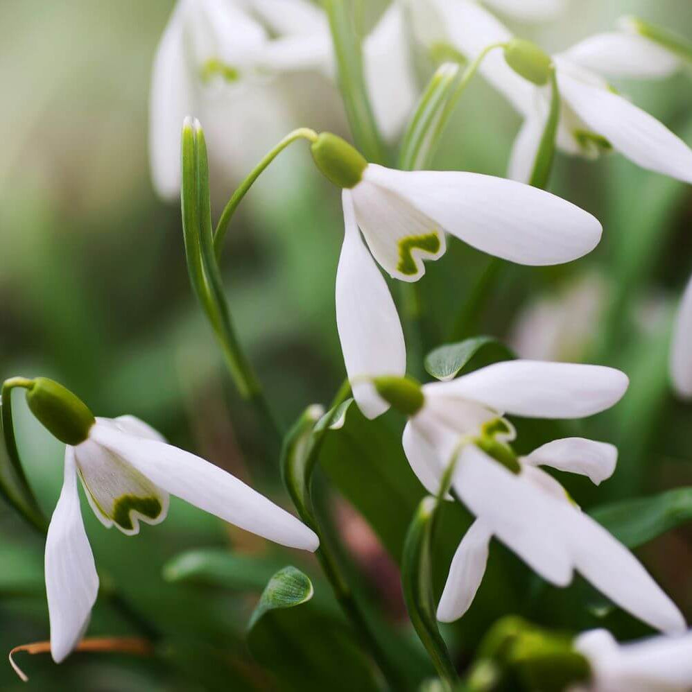 Snowdrop Seeds - Flower Plant for Home Gardens